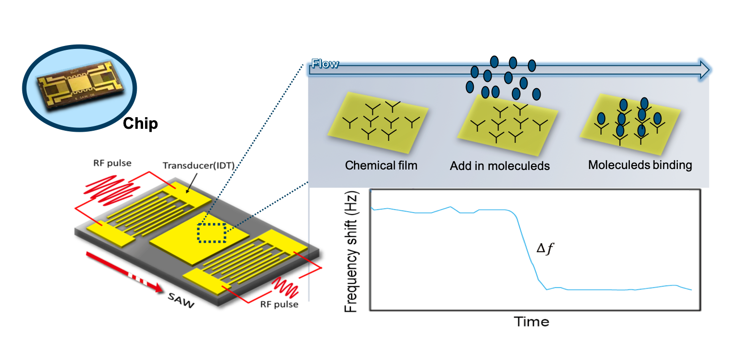 Detection Of Biomolecules Using A Surface Acoustic Wave Biosensor ...